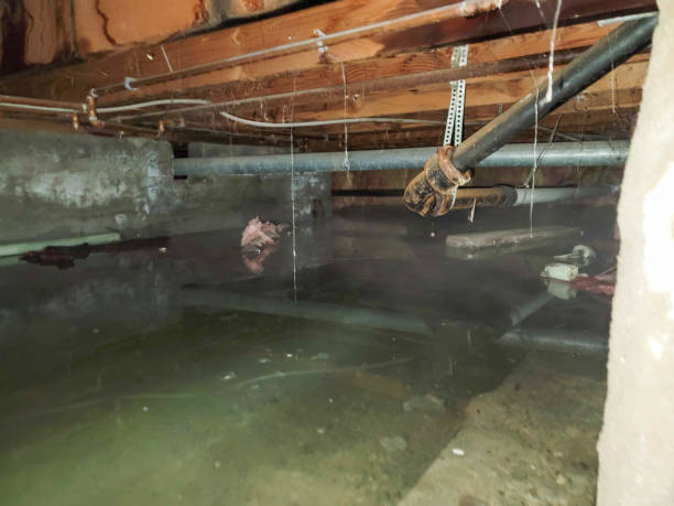 Best Water damage contractors near me  in Lebanon, KY